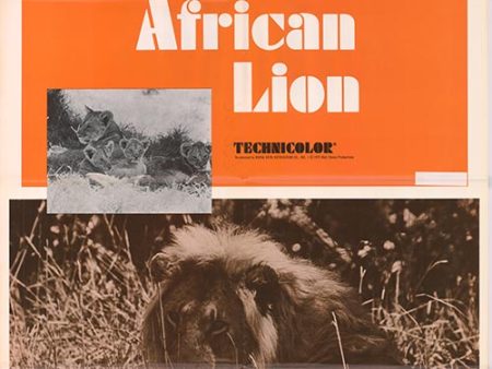 African Lion For Cheap